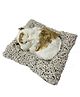 FunBlast Height 16 cm Realistic Sleeping Cat Plush with Meow Sound Toy - Brown