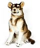 Tickles 70 cm Husky Dog Soft Stuffed Plush Animal Toy for Kids Boys & Girls Birthday Gift (Color: Brown)