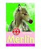 Merlin The Homeless Foal - English