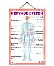 Nervous System Chart - English