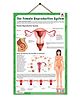 Pegasus The Female Reproductive System Thick Laminated Chart