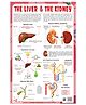 The Liver & The Kidney - Thick Laminated Chart