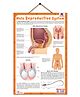 Male Reproductive System - Thick Laminated Chart