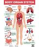 Body Organ System Charts Educational Chart - English