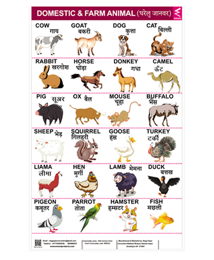 Wissen Domestic Animals Roller Wall Chart - English Hindi Online in India,  Buy at Best Price from  - 10332184