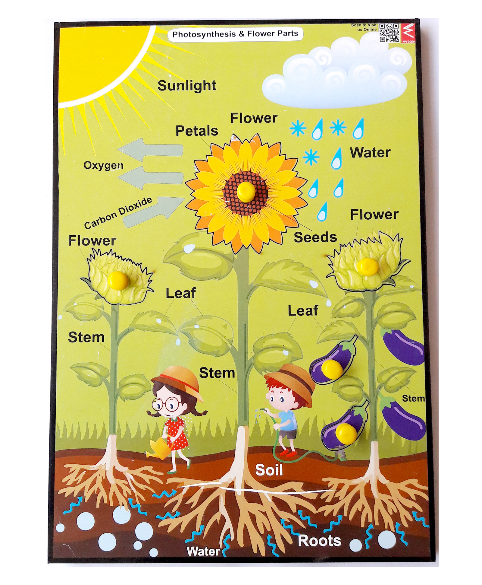 WISSEN Wooden Photosynthesis & Parts of Plant Educational Knob Tray Multicolor - 6 Pieces-picture-17