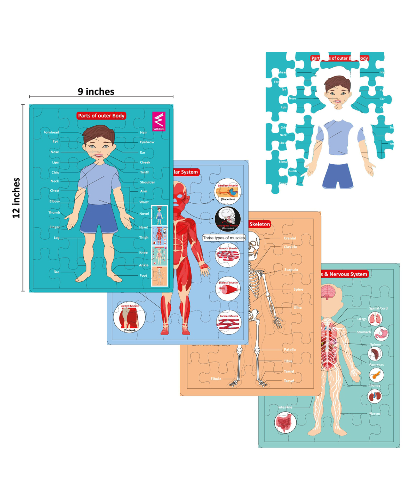 WISSEN Multilayer Human Anatomy Puzzle  (color may vary) - 144 Pieces-picture-14