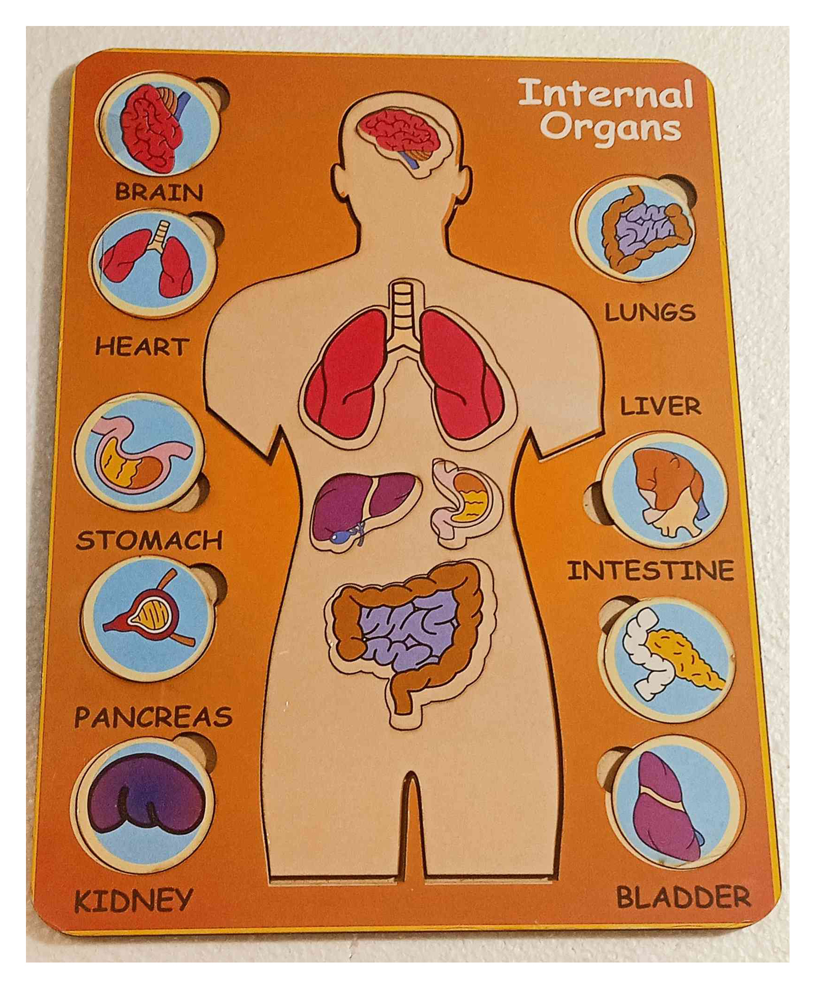 Fingo Brain Wooden Knob Puzzle Internal Organs- 16 Pieces-picture-13