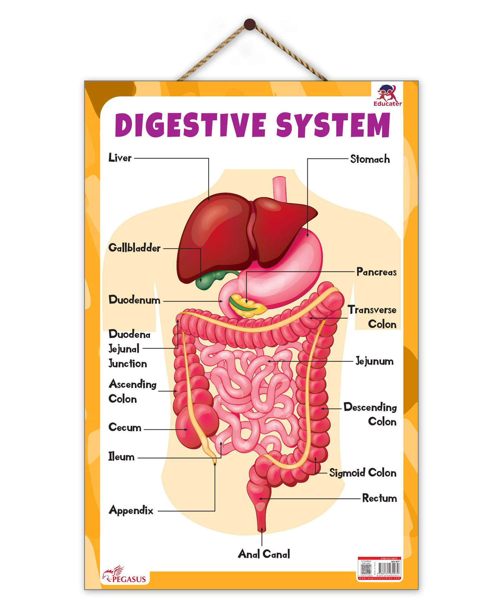 Digestive System Educational Chart - English-image-13