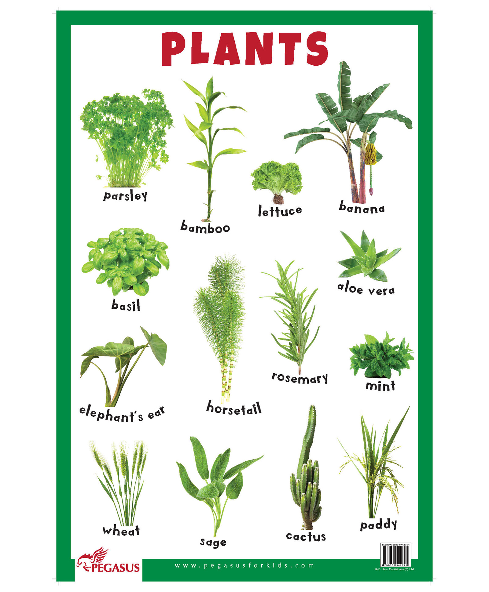 Plants kinds. Растения на английском. Plant names. Plants names in English. Names of Trees in English.