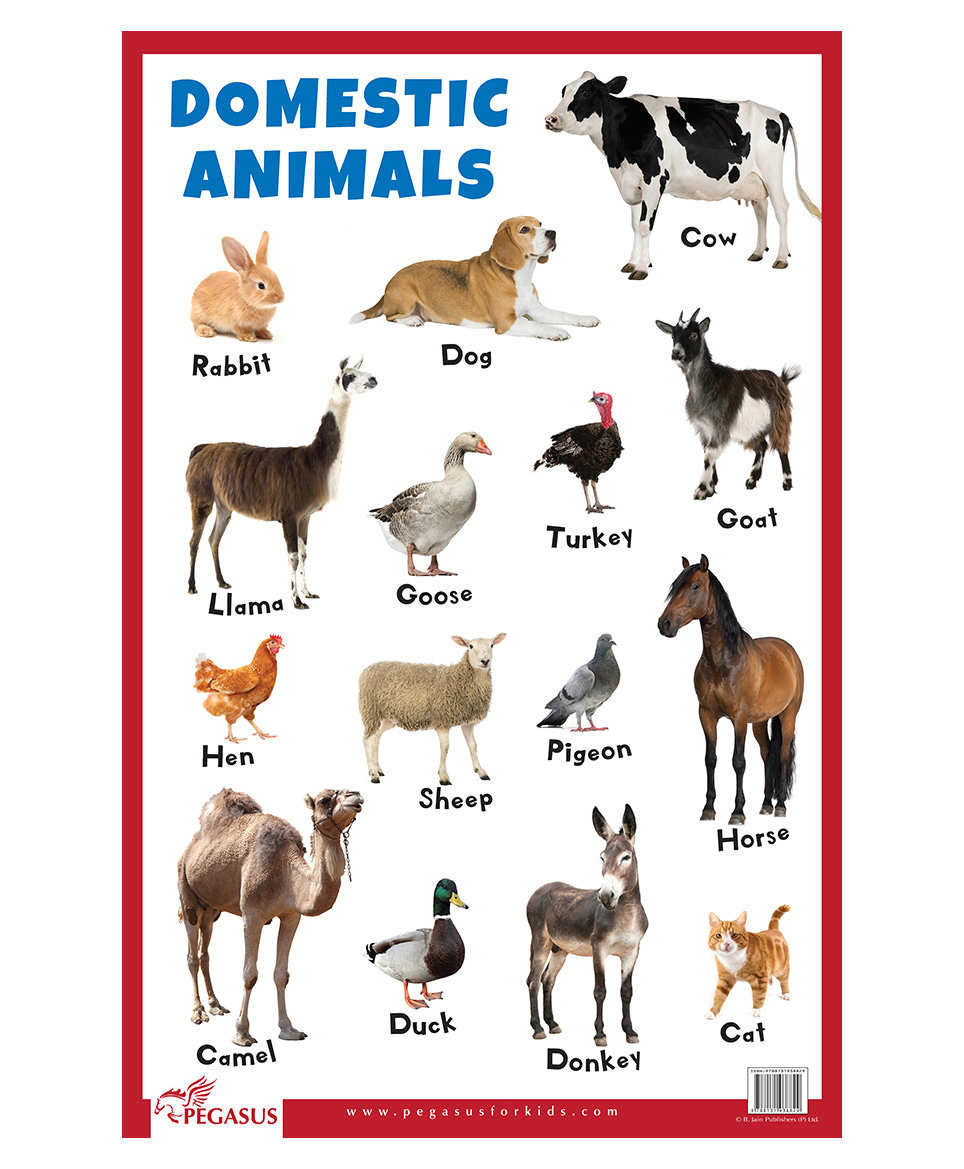 Domestic Animals Educational Chart - English Online in India, Buy at Best  Price from  - 1302571