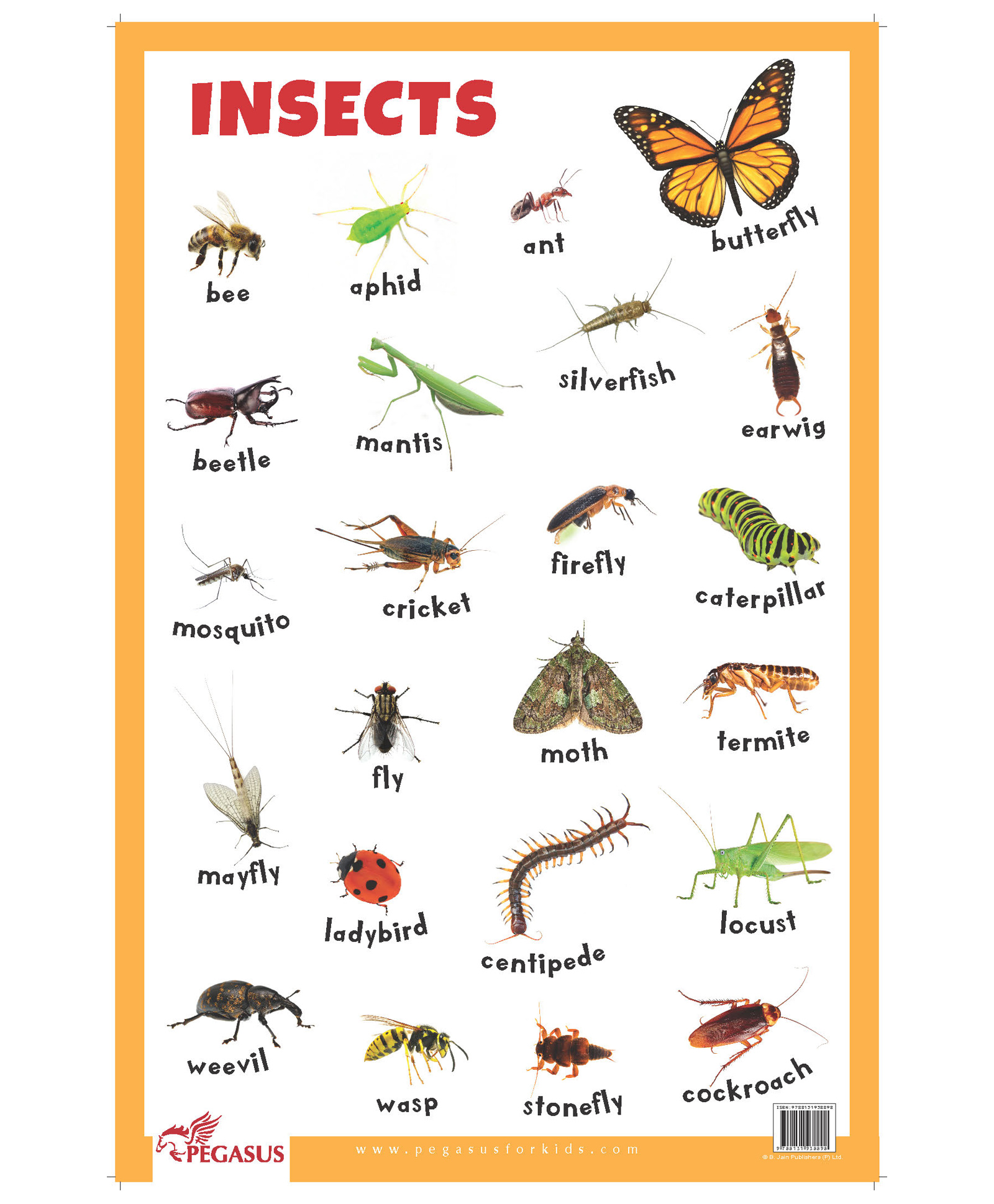 Insect Chart