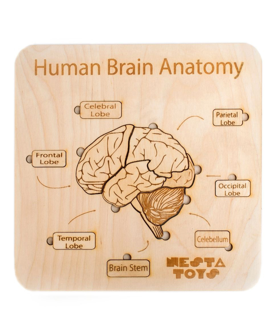 NESTA TOYS - Human Brain Anatomy Puzzle - 13 Pieces-image-33