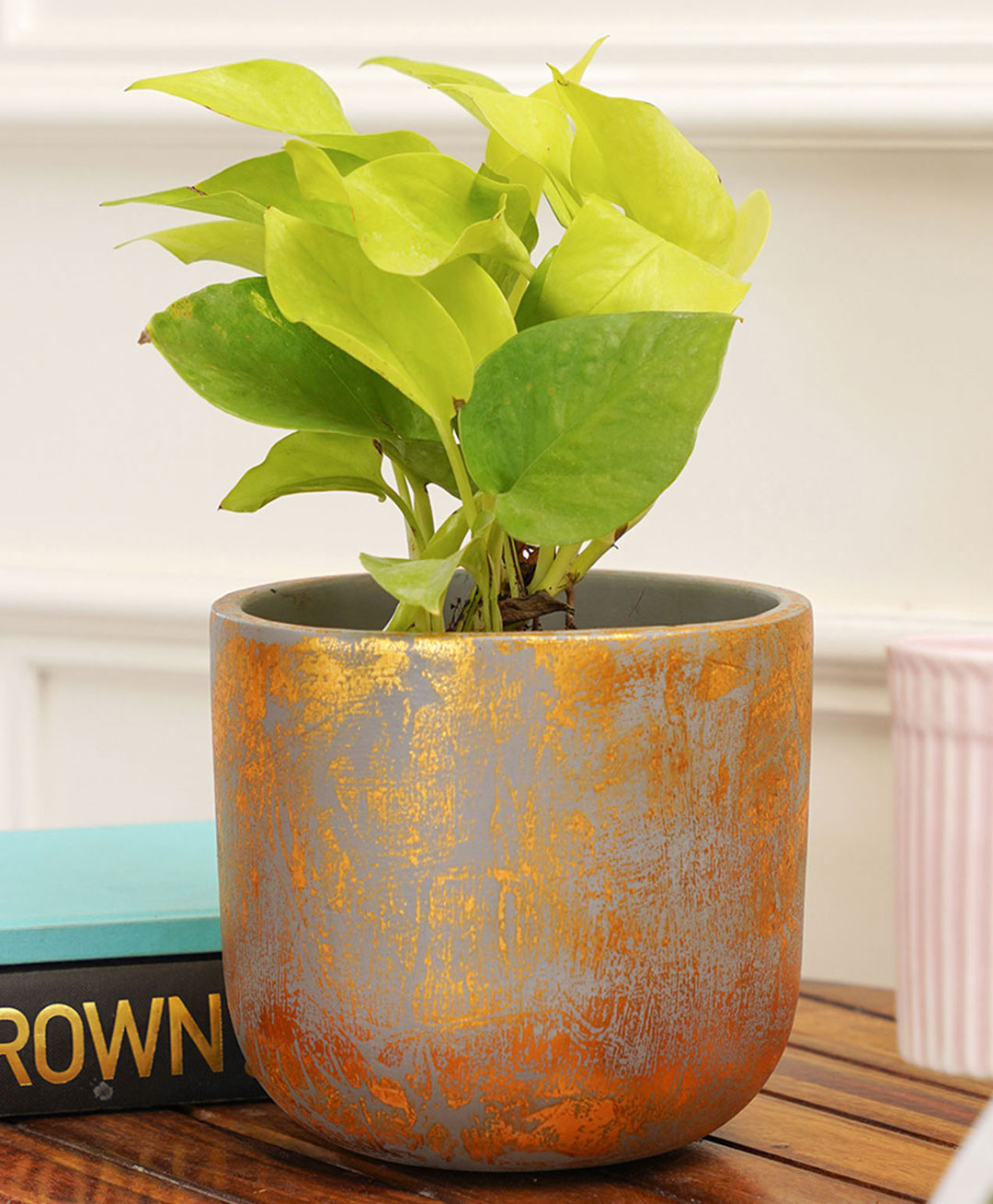 Purezento Century Gold Terracotta Planter- Grey-image-19