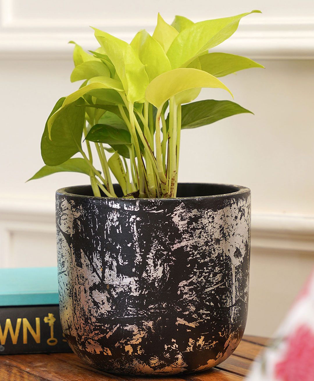 Purezento Century Silver Terracotta Planter - Black-picture-14
