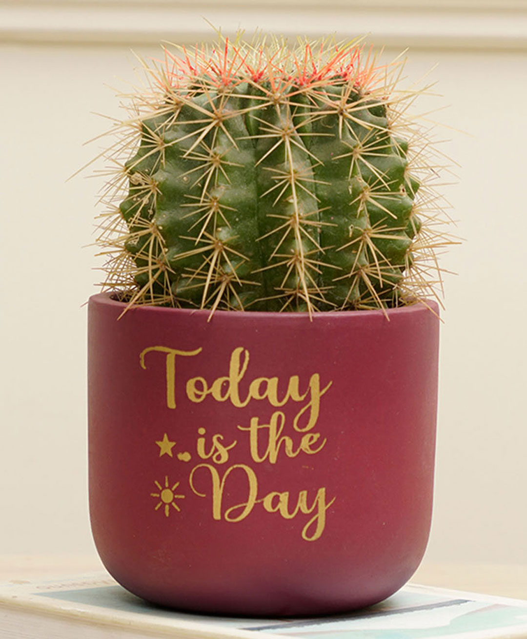 Purezento Daisy- Today is the Day Handcrafted Terracotta Planter - Maroon-picture-24