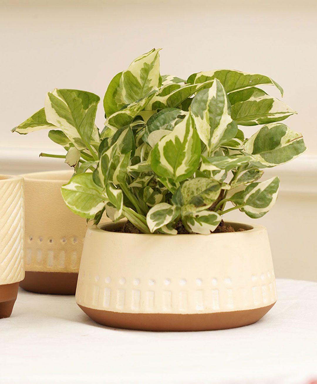 Purezento Gardenia Terracotta Planter  Model A- Cream-picture-25
