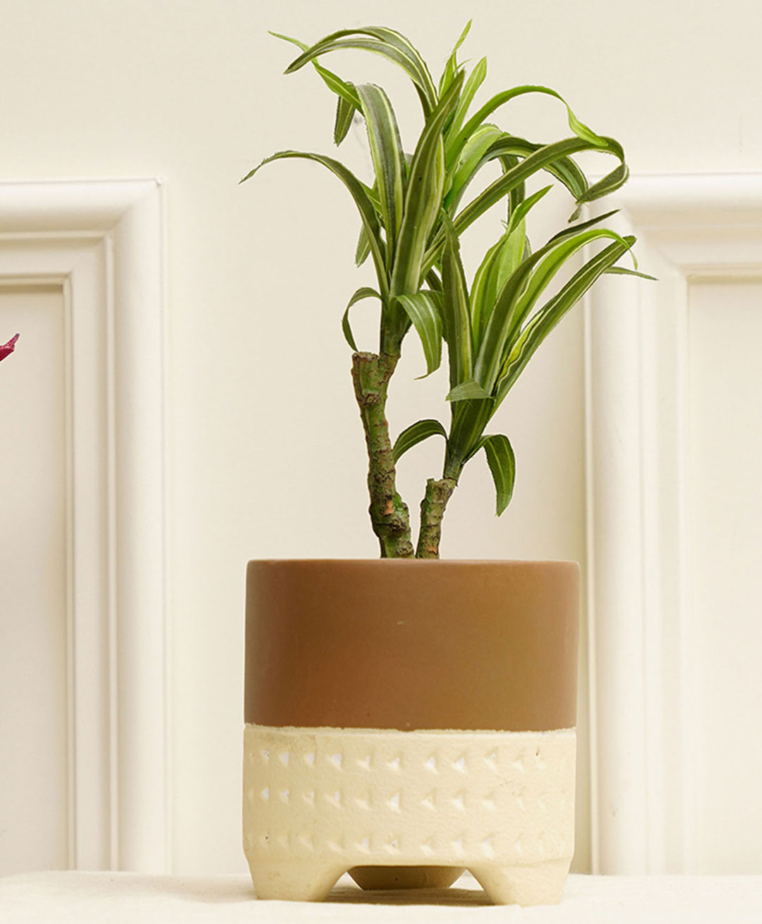 Purezento Gardenia Terracotta Planter Model C- Cream-picture-27
