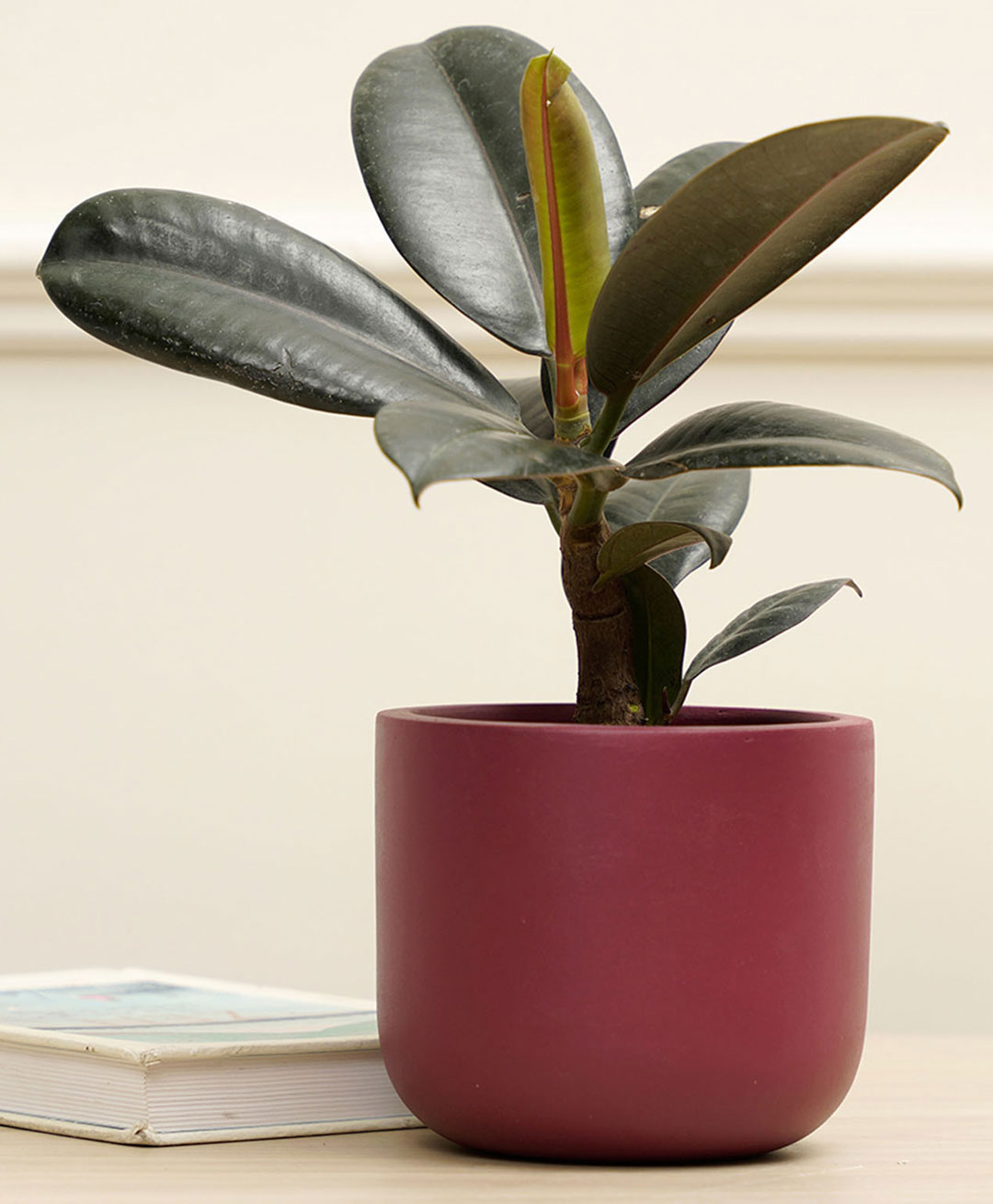Purezento Jeanie Terracotta Planter-Maroon-picture-23
