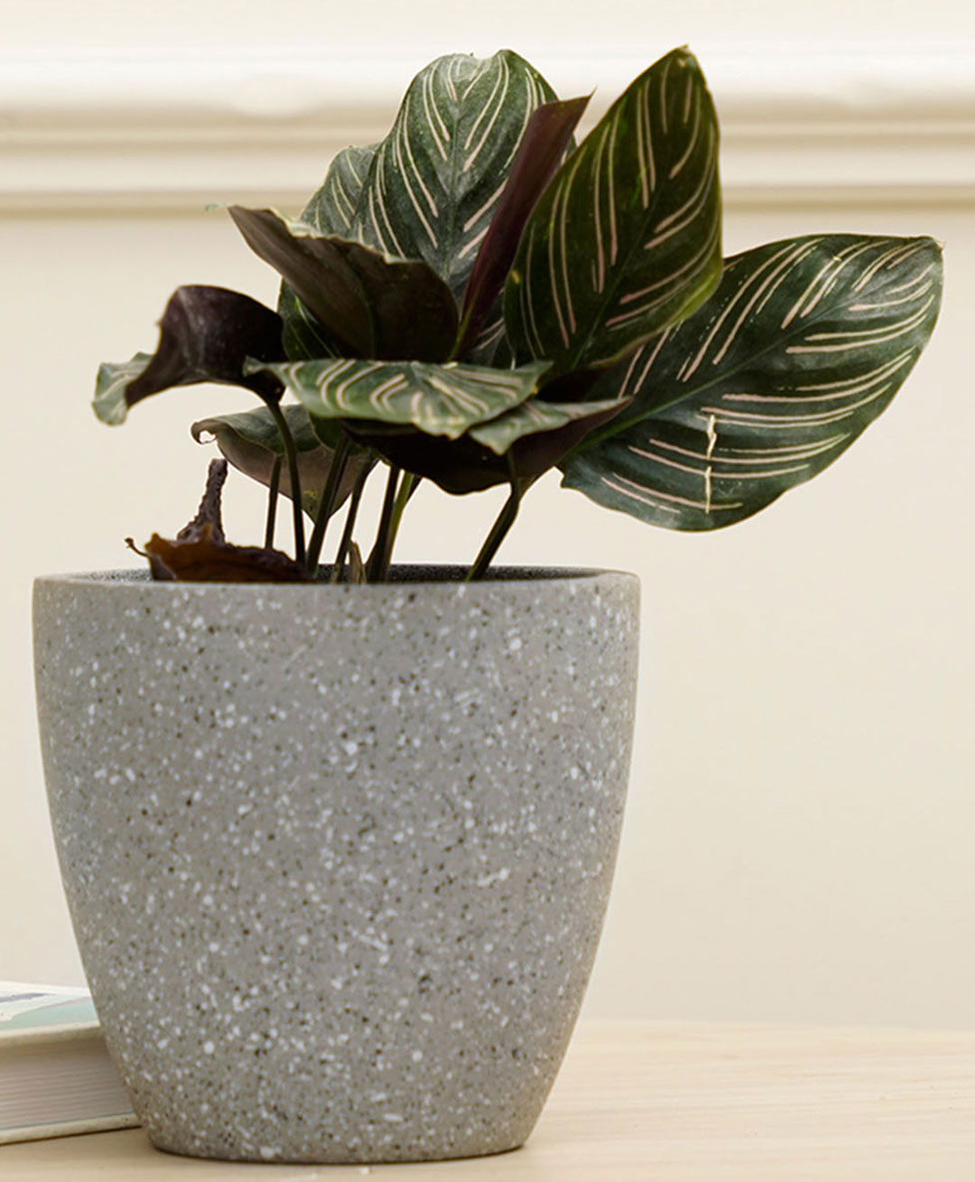 Purezento Marabelle Terracotta Planter- Grey-image-3
