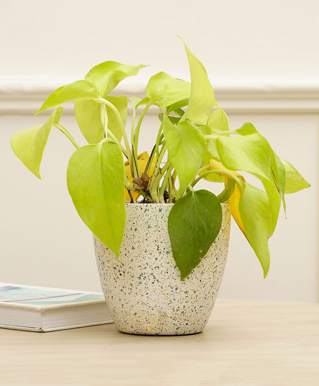 Purezento Marabelle Terracotta Planter - White-picture-13