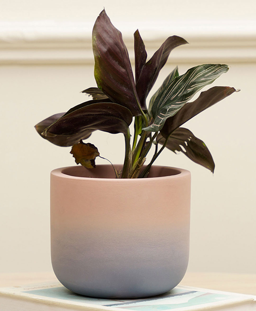 Purezento Smoky Ombre Terracotta Planter - Light Purple-picture-10