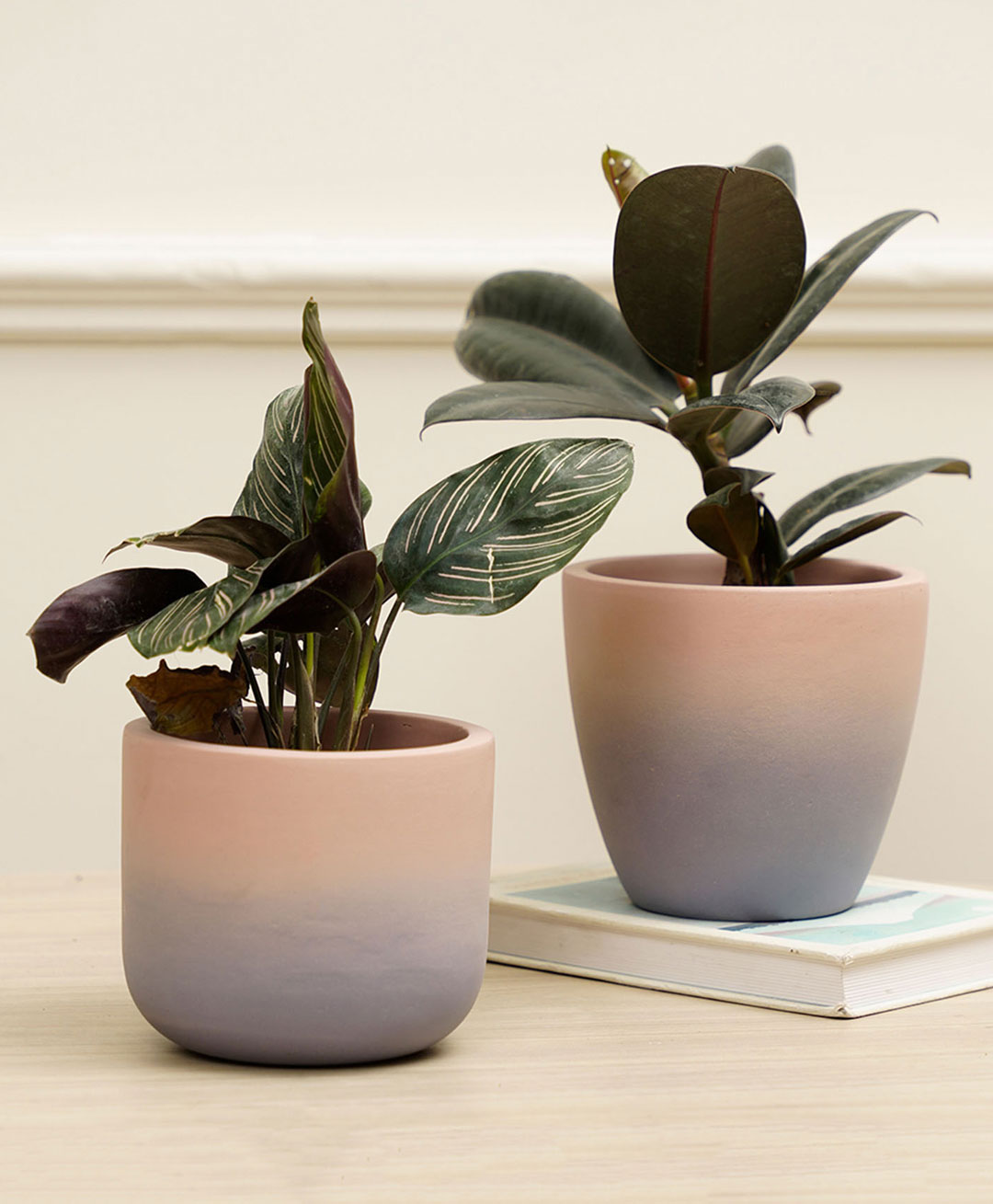 Purezento Smoky Combo Terracotta Planter Pack Of 2 - Light Purple-image-42