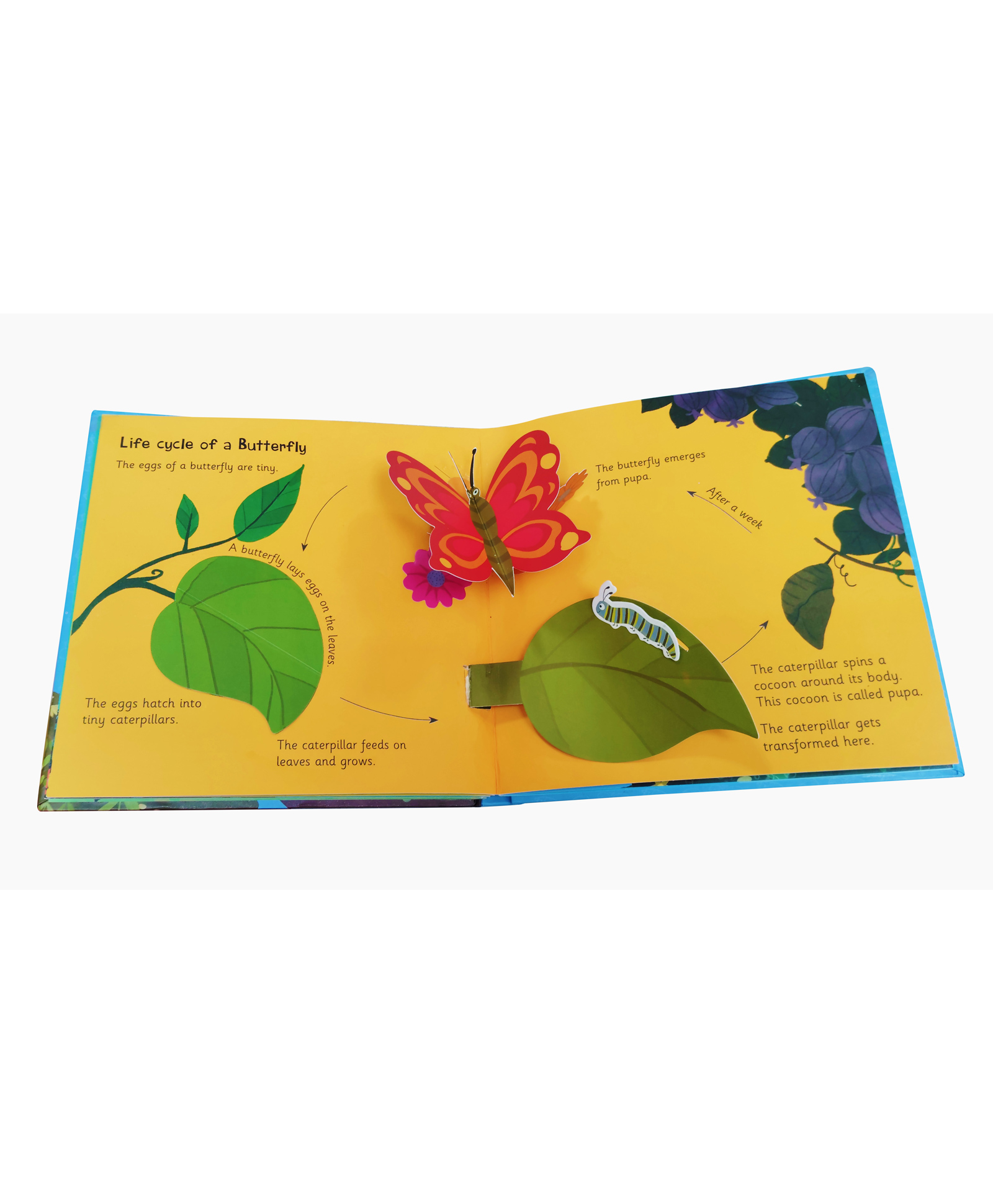 vishv books Amazing Life Cycles (pop-up) -English-picture-41