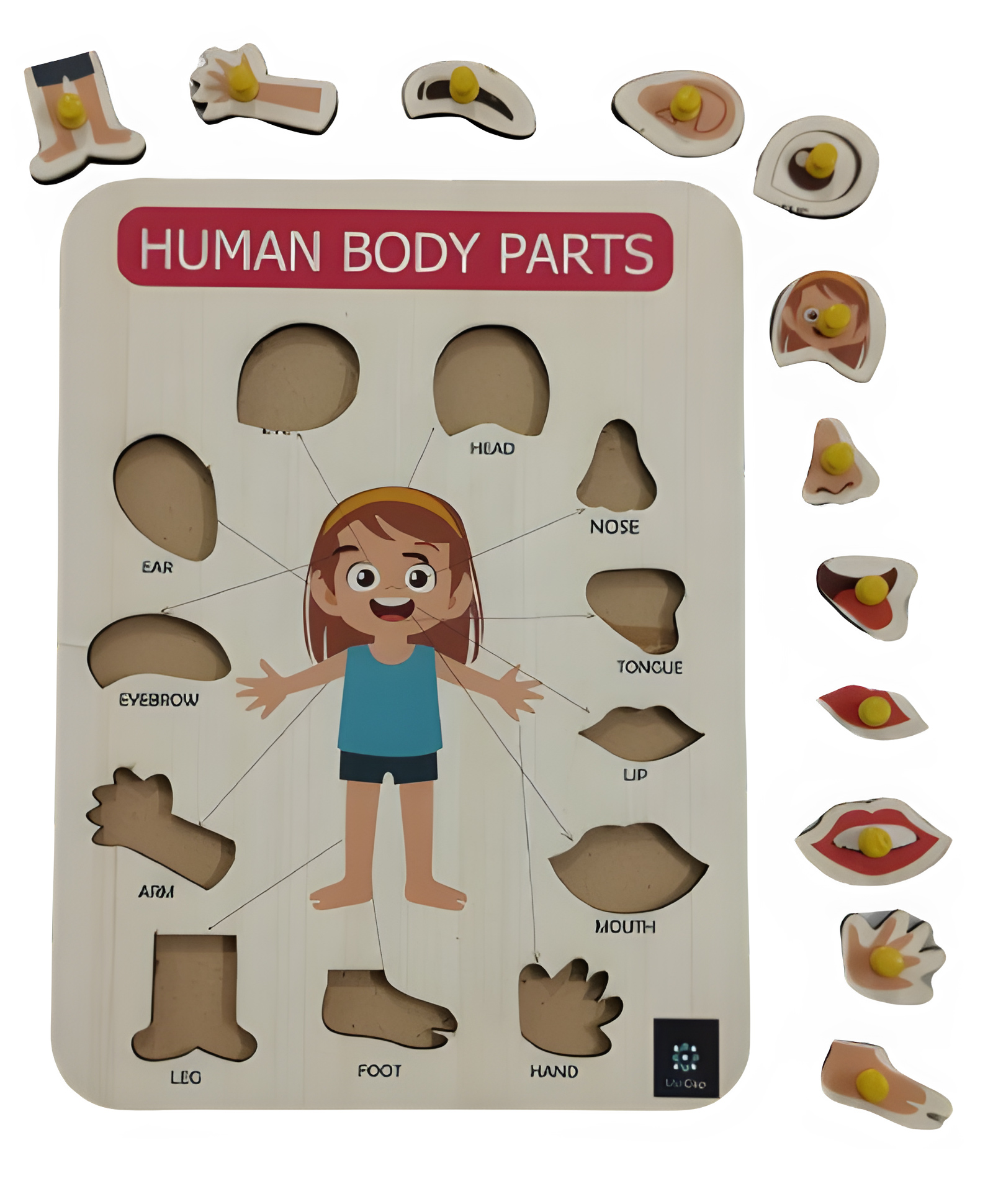 Metclap Human Body Parts Tray-picture-35