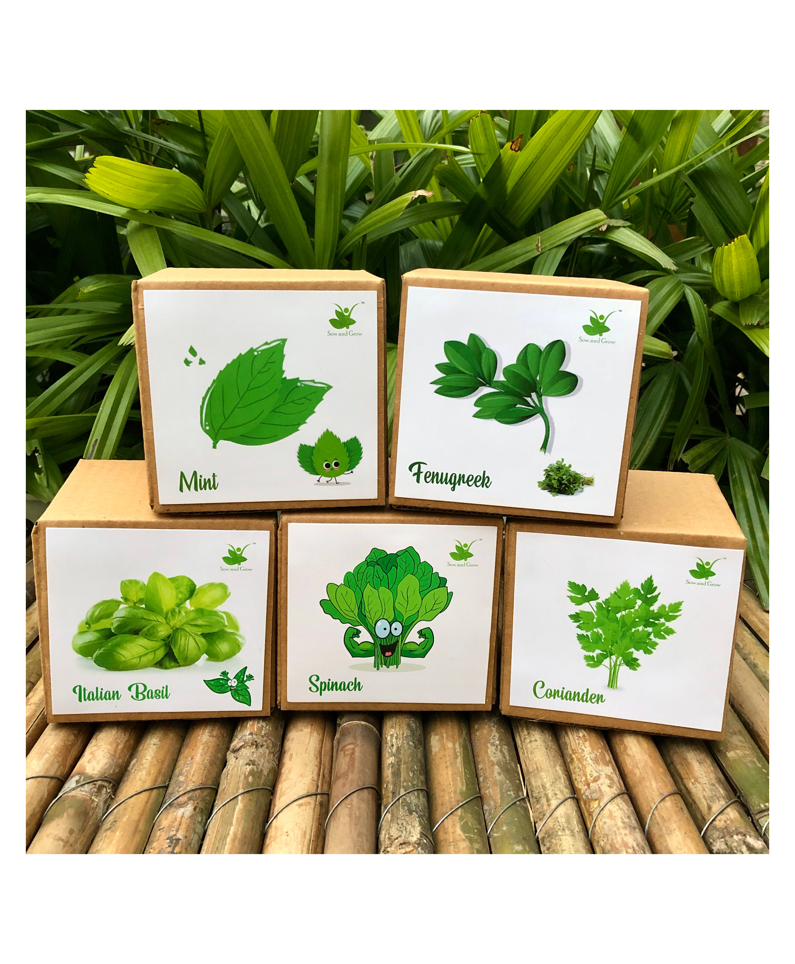 Sow and Grow DIY Gardening All Greens Kits - Italian Basil, Spinach, Coriander, Mint and Fenugreek-image-29