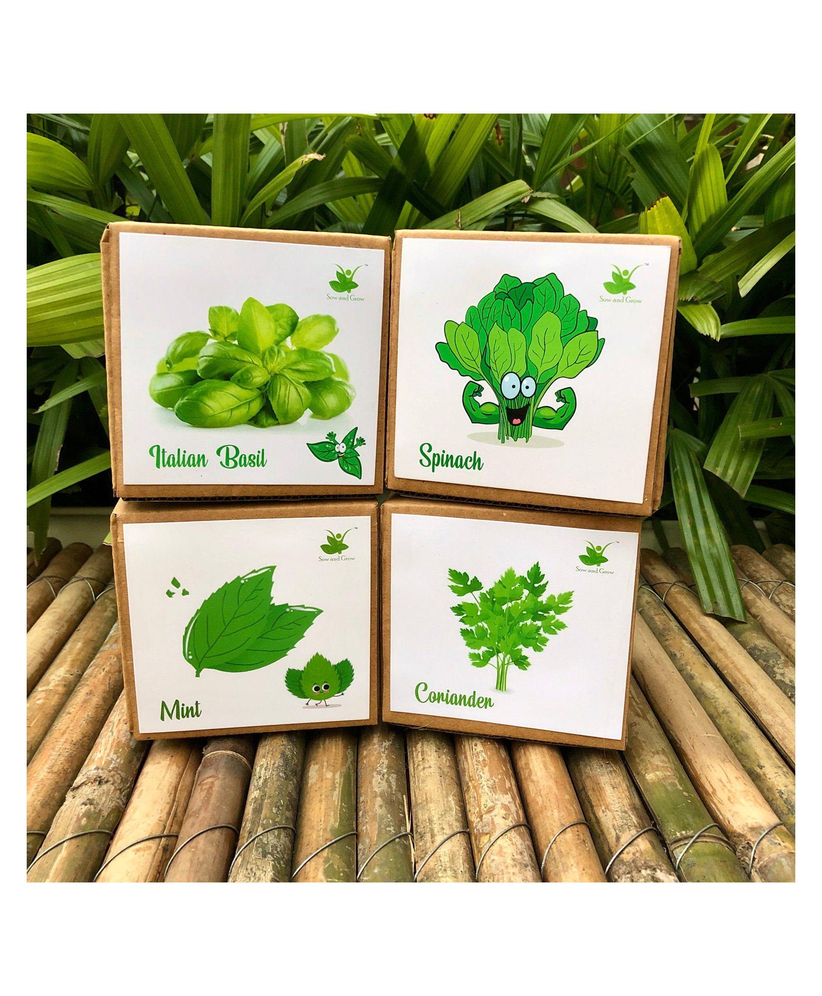 Sow and Grow DIY Gardening 4 Greens Kits - Mint, Coriander, Italian Basil and Spinach-image-37