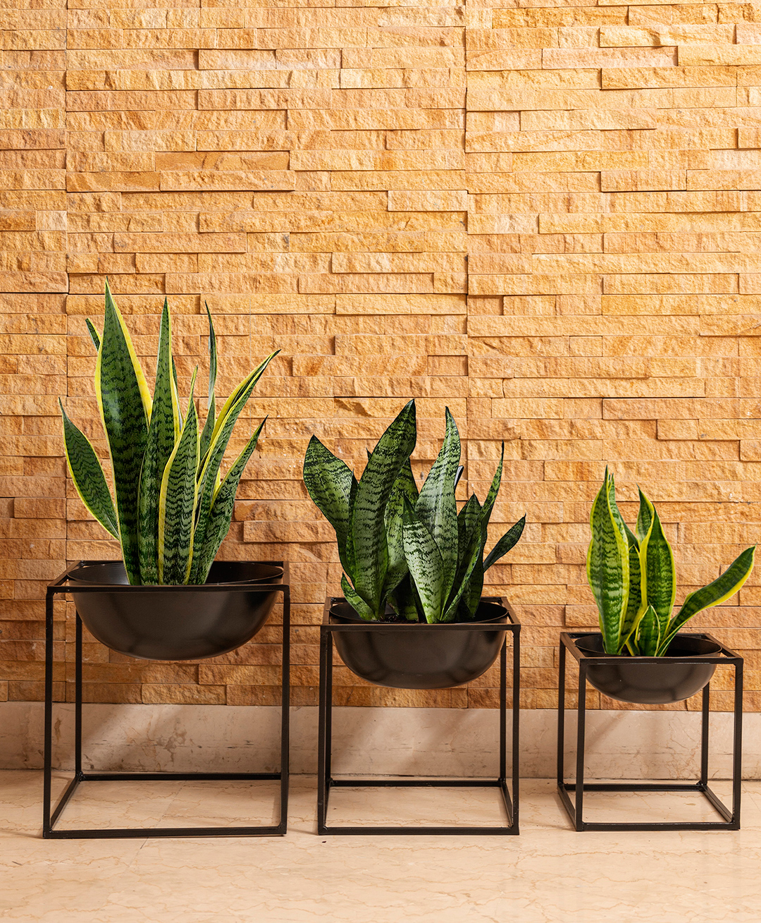 Green Girgit Black Dome Square planter stands - Set of Three-image-39