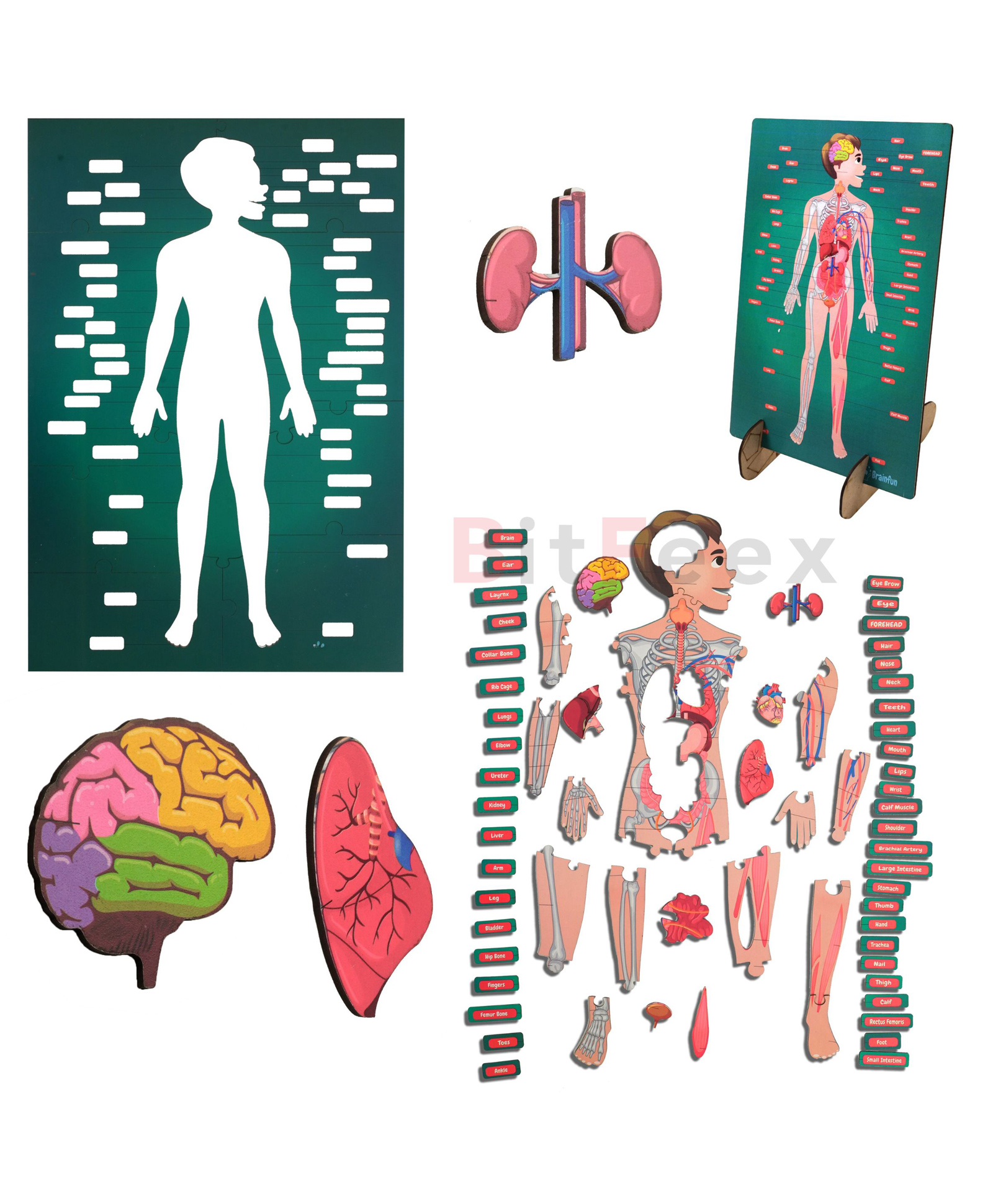 BitFeex Big Floor Body Part Puzzle Kids Human Body Wooden Floor Puzzle - 60+ Pieces-image-23