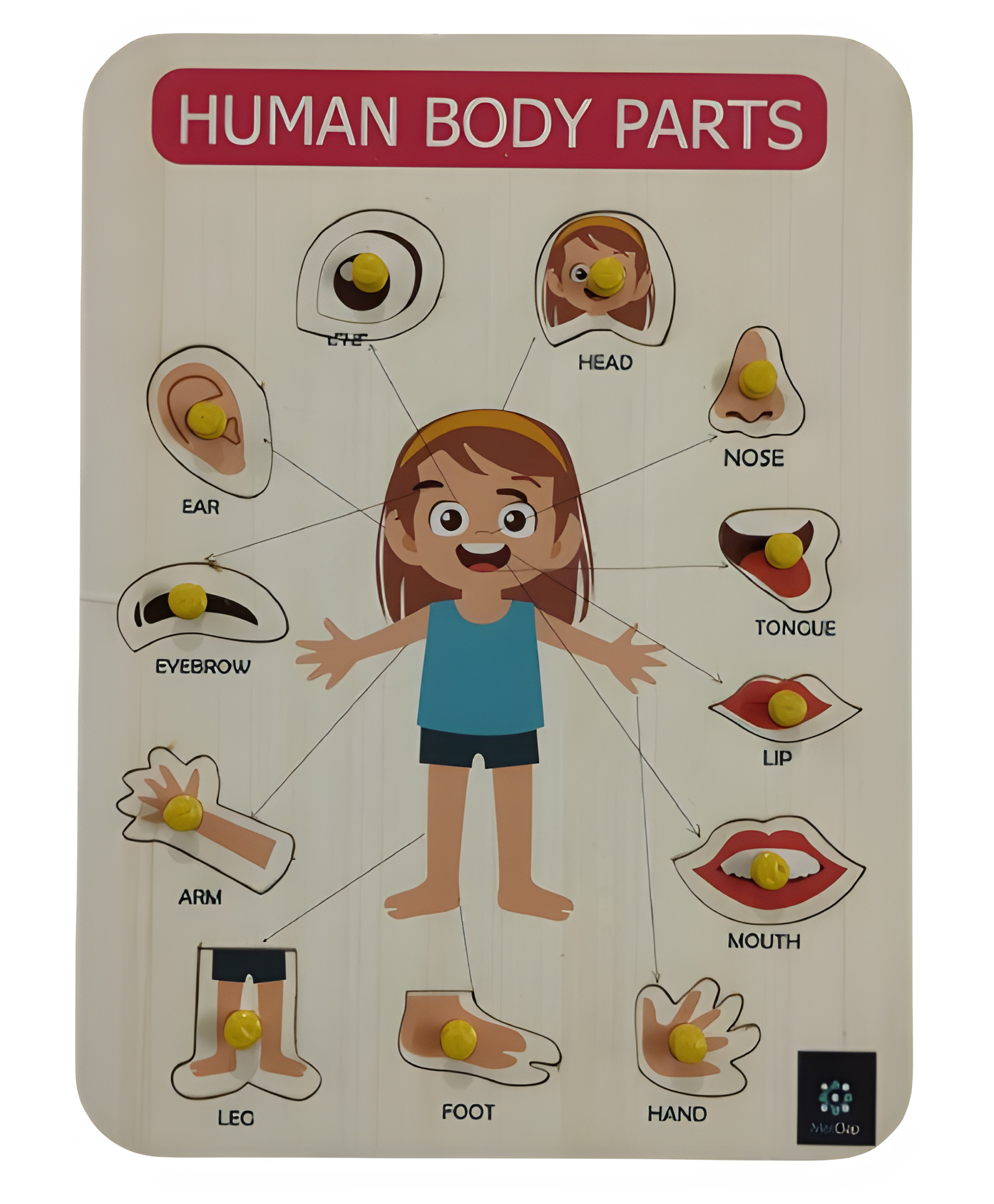 MetClap Body Parts Tray 12 pcs-picture-9