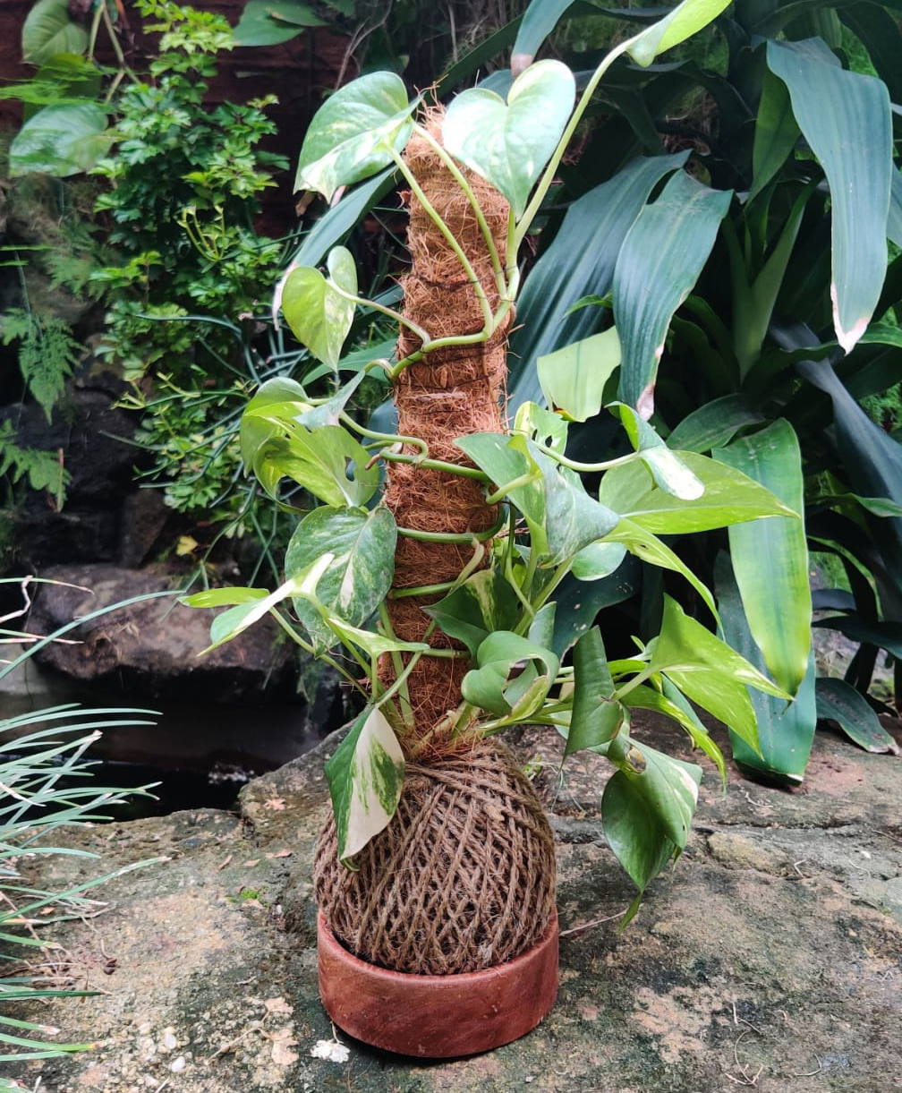 myBageecha Kokedama Trellis - Golden Pothos-image-37