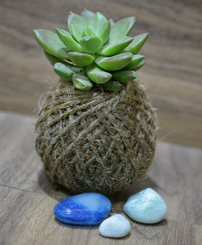 myBageecha Kokedama Moss Ball - Sedum-picture-23
