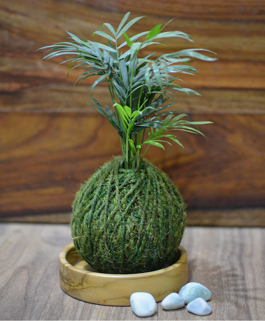 myBageecha Kokedama Moss Ball - Chamaedorea Elegans-image-49