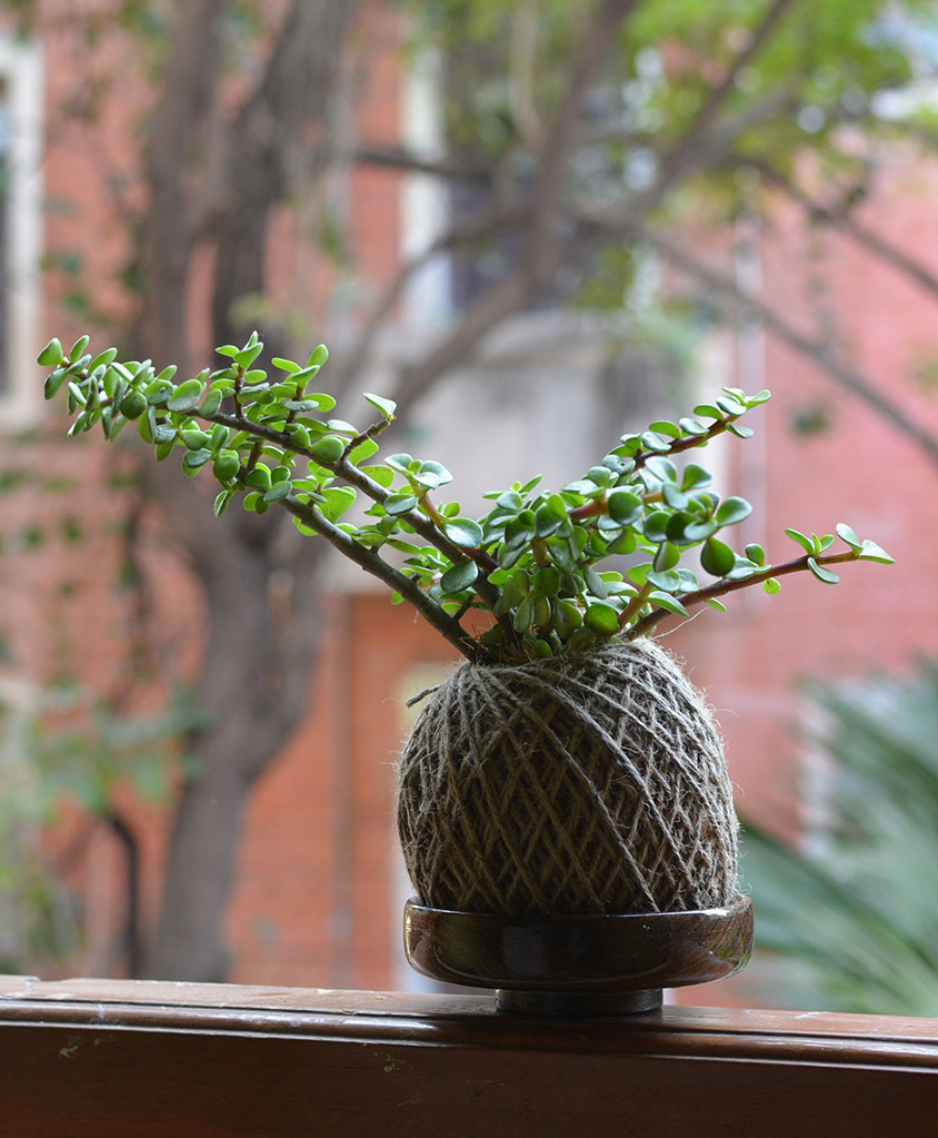 myBageecha Kokedama Moss Ball - Dwarf Jade-image-34