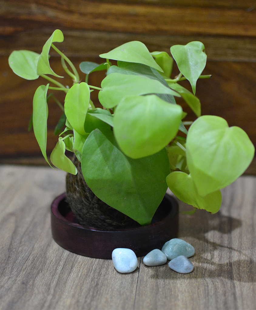 myBageecha Kokedama Moss Ball - Neon Pothos-image-25