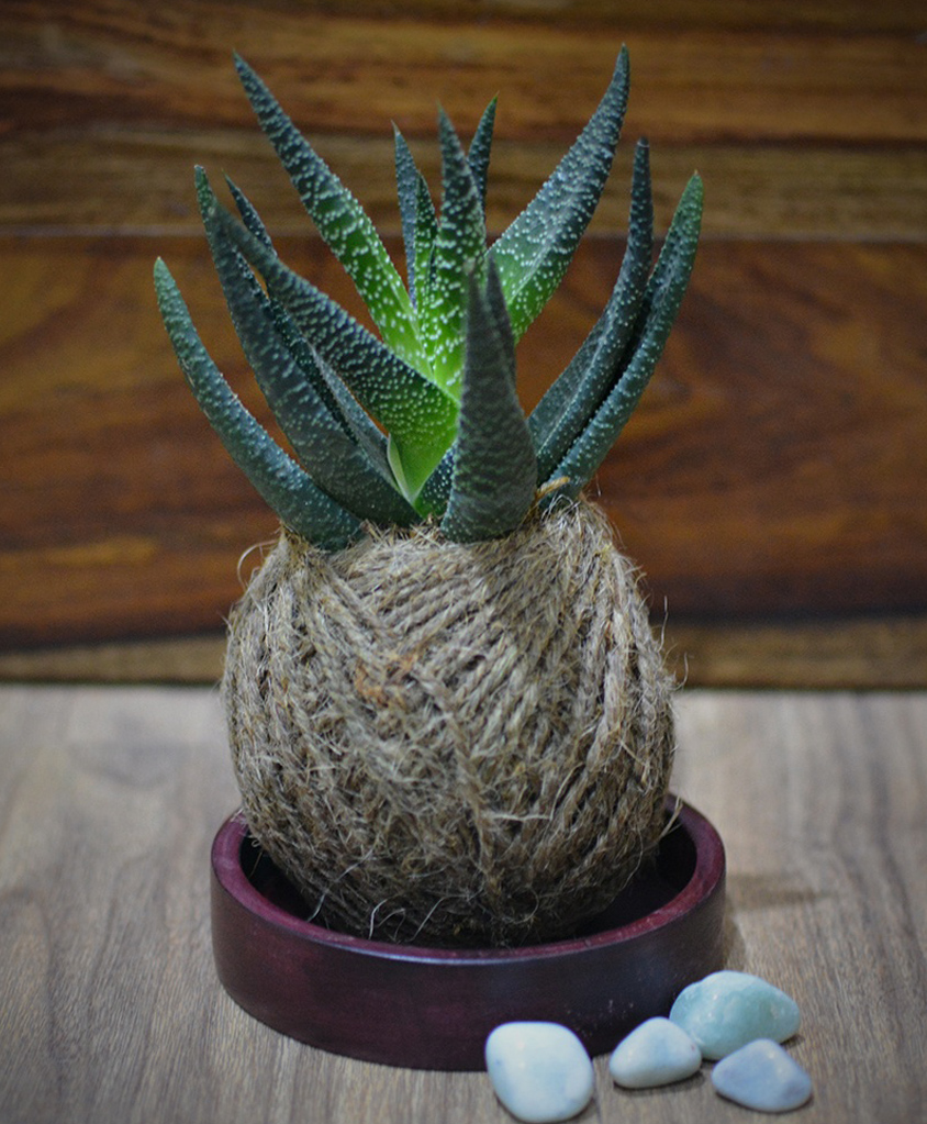 myBageecha Kokedama Moss Ball - Haworthia Longifolia-image-27