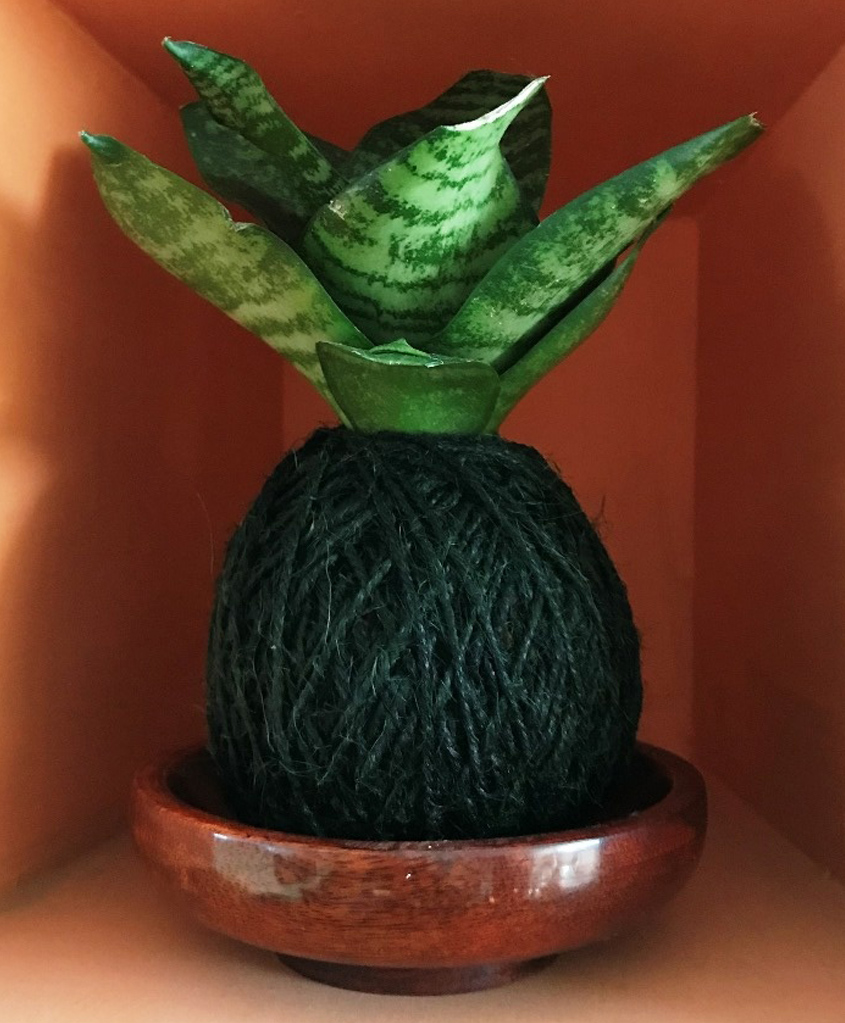 myBageecha Kokedama Moss Ball - Sansievieria Hahnii-image-26