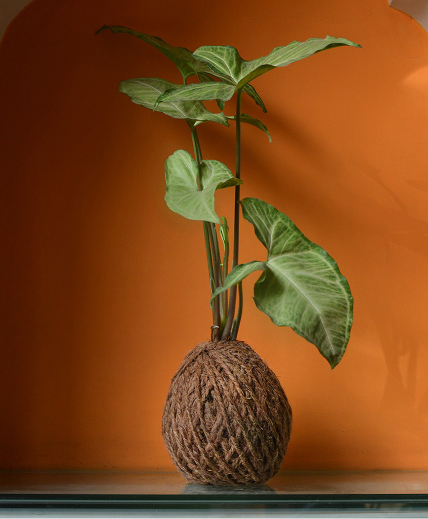 myBageecha Kokedama Moss Ball - Syngonium Cream Allusion-picture-43