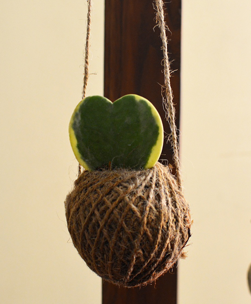 myBageecha Kokedama Moss Ball - Hoya Keri-image-14