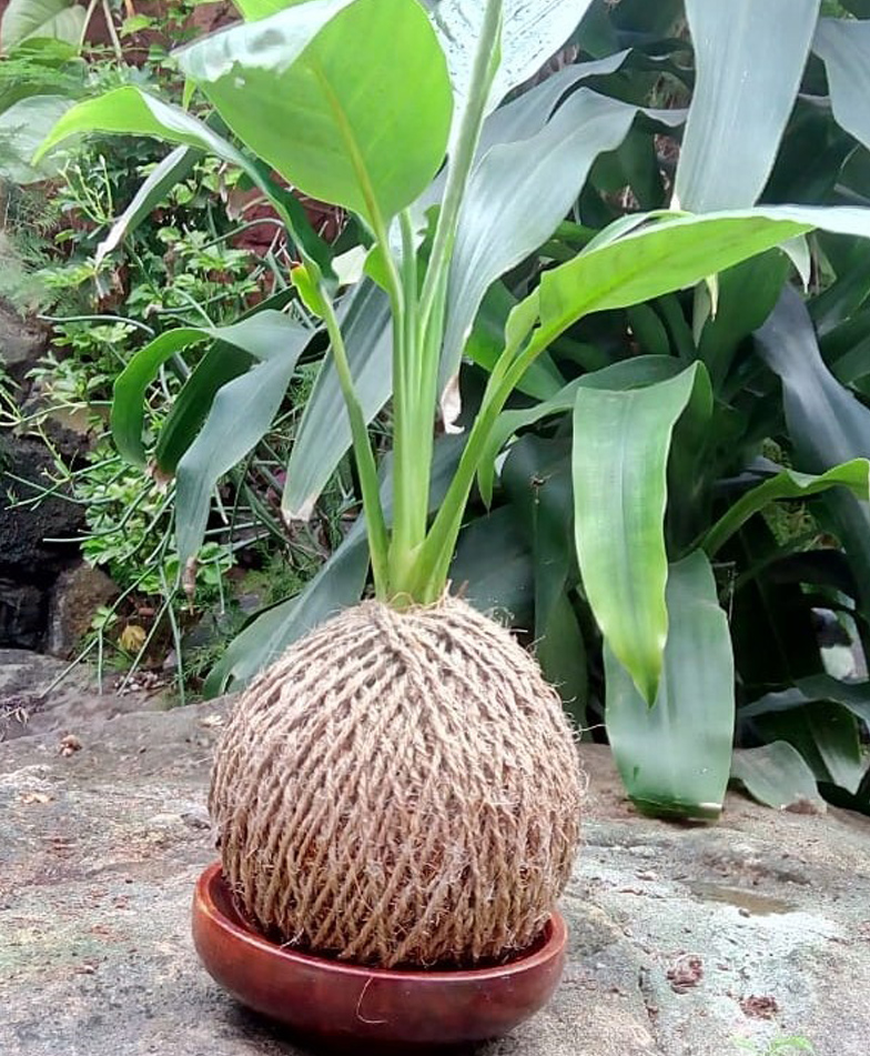 myBageecha Kokedama Moss Ball - Peace Lily-picture-16