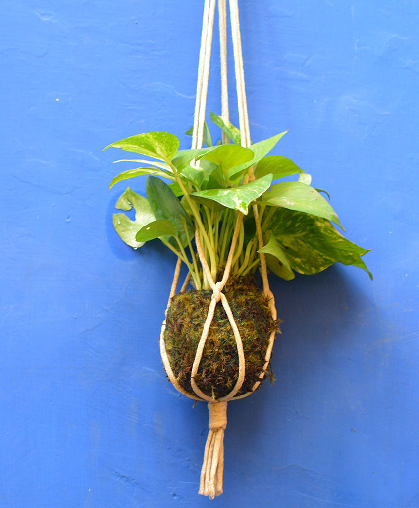 myBageecha Kokedama Moss Ball - Hanging Pothos-picture-40