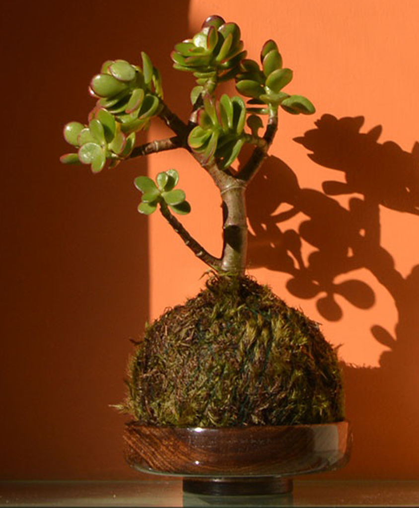myBageecha Kokedama Moss Ball - Crassula Ovata-image-30
