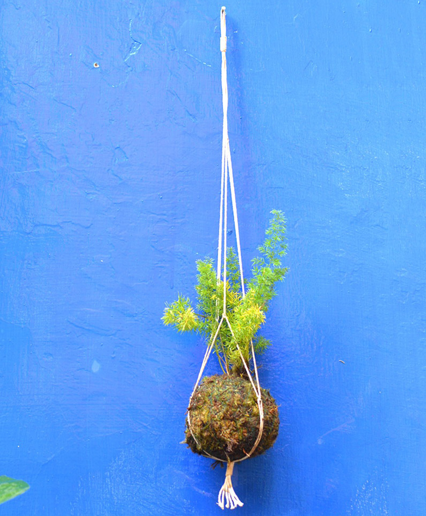 myBageecha Kokedama Moss Ball - Hanging Foxtail Fern-image-29