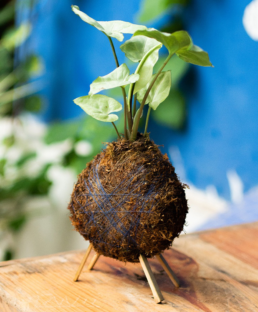 myBageecha Kokedama Moss Ball - Syngonium White Butterfly-picture-46