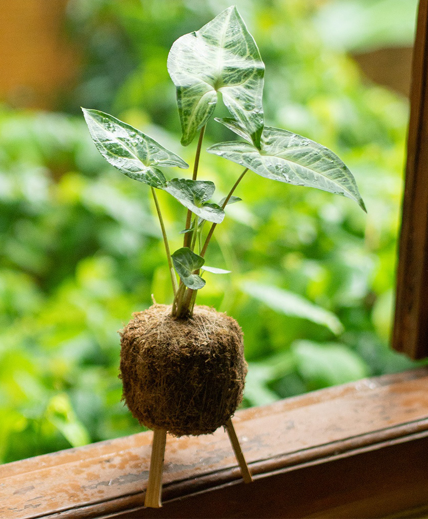 myBageecha Kokedama Moss Ball - Syngonium Noak-image-28