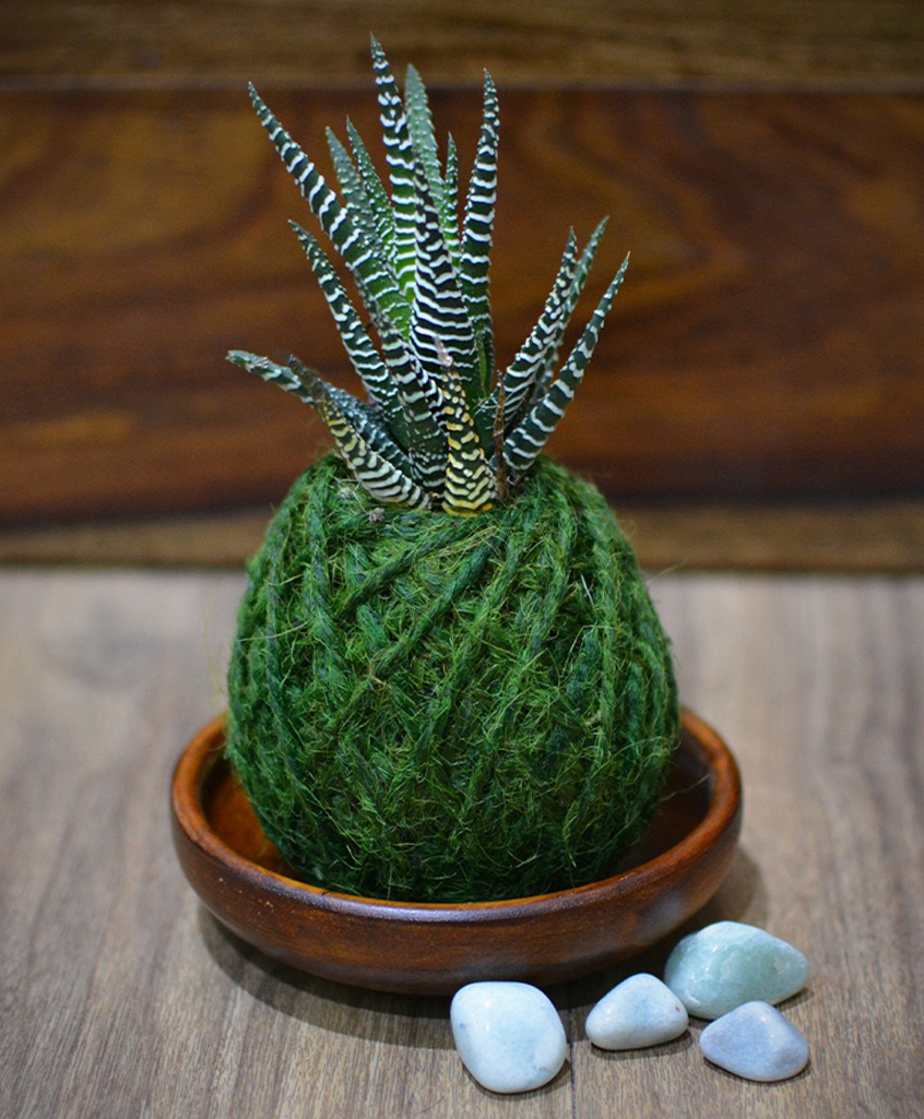 myBageecha Kokedama Moss Ball - Haworthia Attenuata-image-35
